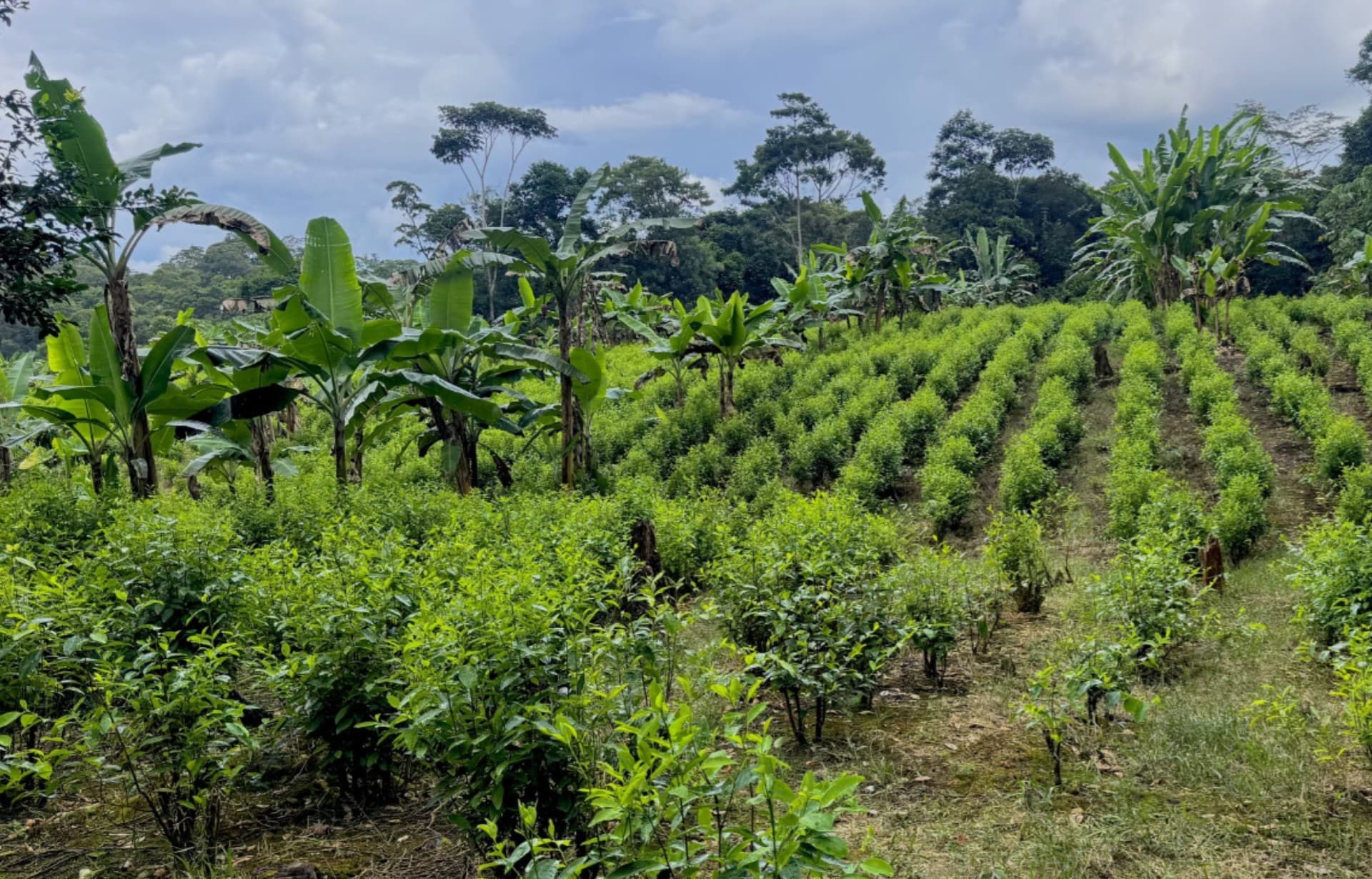 Colombia implementa fumigación aérea en su lucha contra la coca