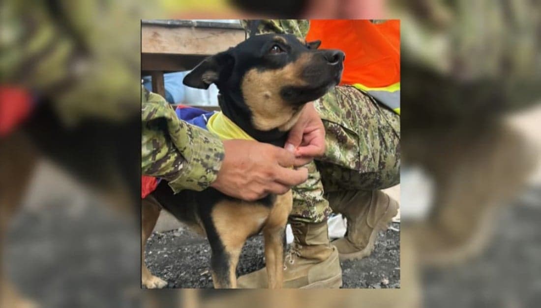 Fénix: la perrita rescatada entre escombros en Venezuela que encontró un hogar