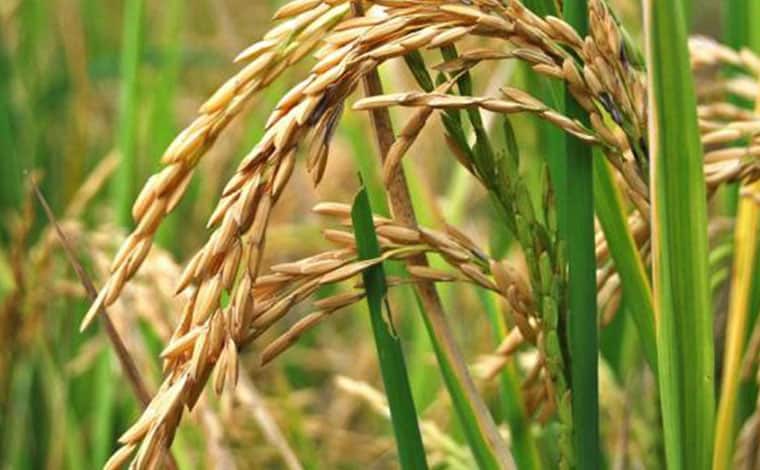 Productores de Arroz en Portuguesa y Guárico en Riesgo por Precios Inestables