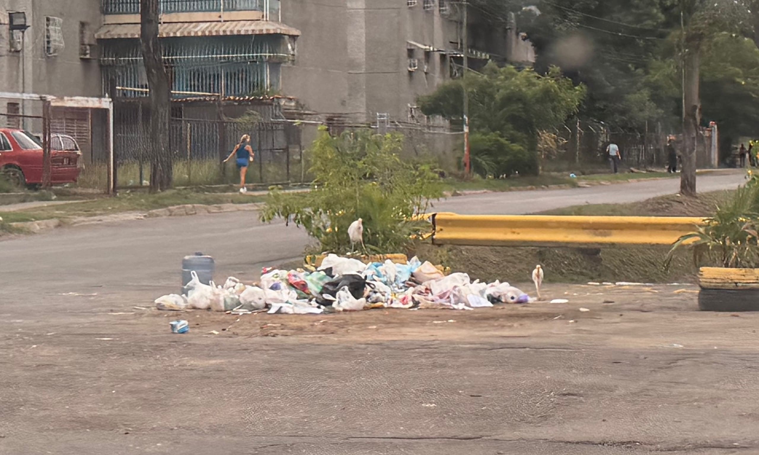 Crisis de basura en Caña de Azúcar: Ratas invaden sectores en Aragua