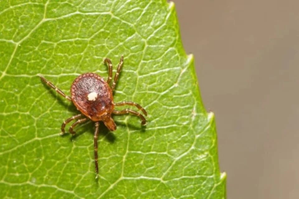 Alerta: Virus mortal transmitido por garrapatas llega a Nueva York