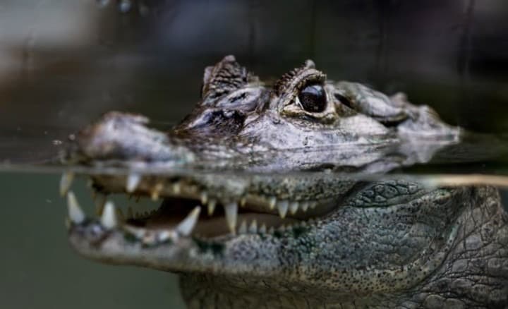 El Depredador del Mississippi: Un Recordatorio de la Biodiversidad Oculta