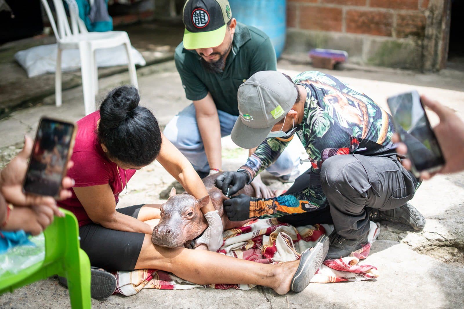 Conmovedor rescate de hipopótamo recién nacido en Colombia