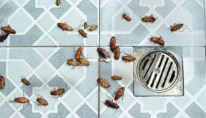 El misterioso efecto del bicarbonato de sodio que destruye a las cucarachas desde adentro
