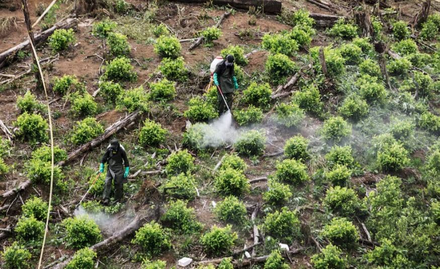 Colombia lanza plan piloto de fumigación aérea para cultivos ilícitos