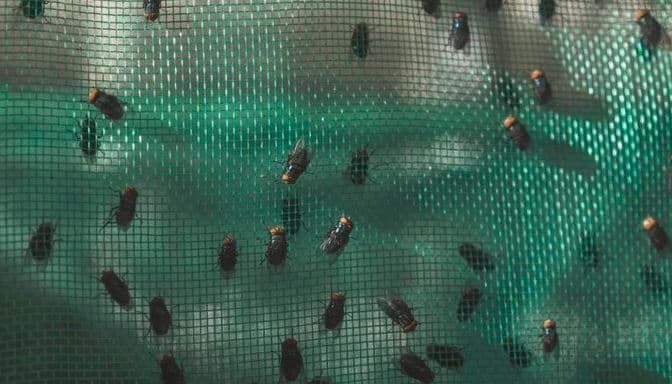 México Implementa Estrategia Inusual contra Plaga Ganadera en Frontera