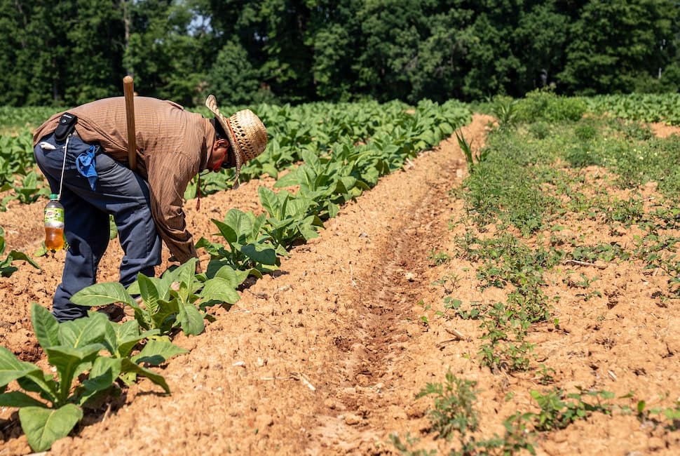 El Niño y su Impacto en la Inseguridad Alimentaria en Latinoamérica