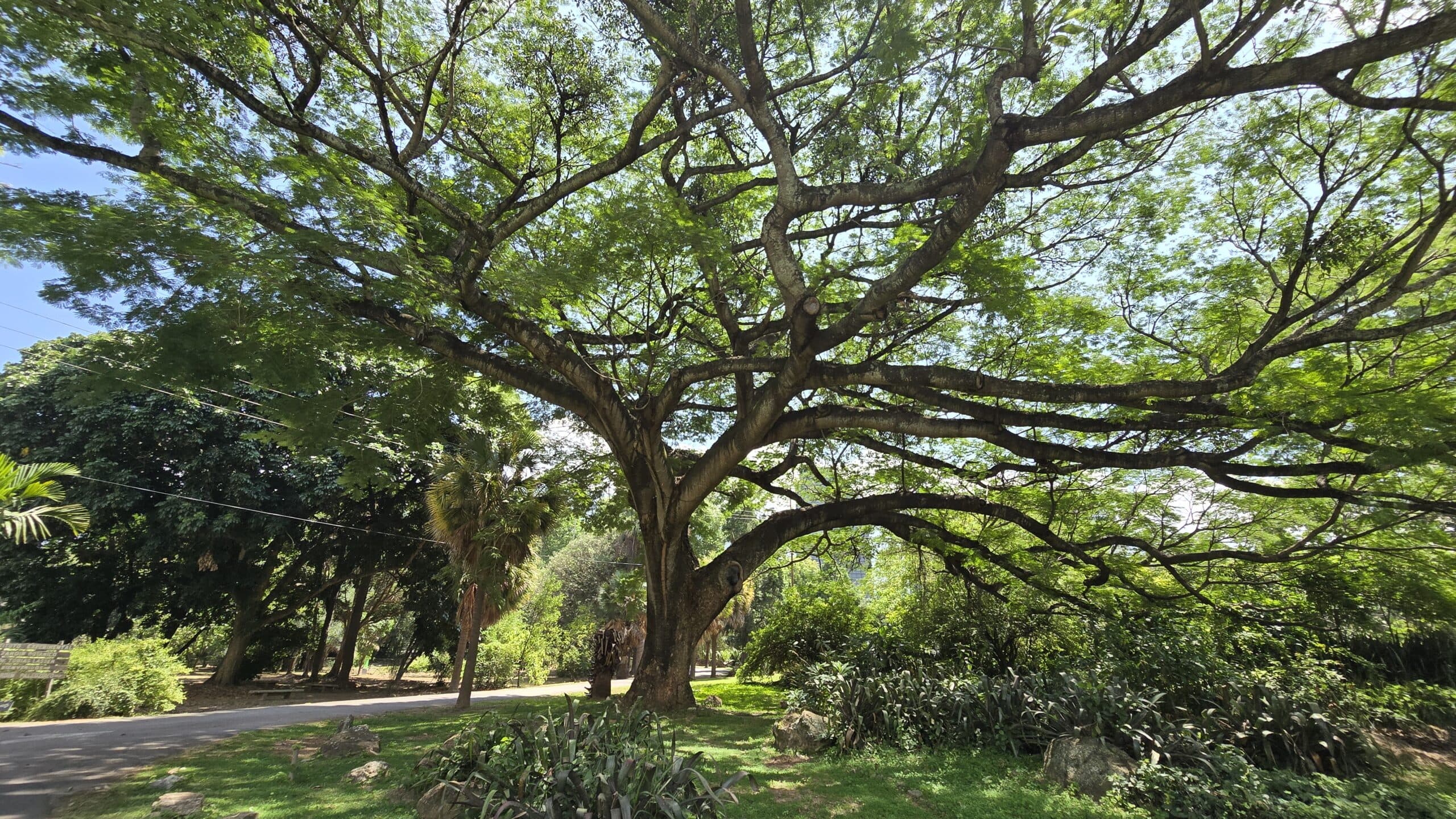 Tragedia en Cumaná: Una mujer muere tras la caída de un árbol