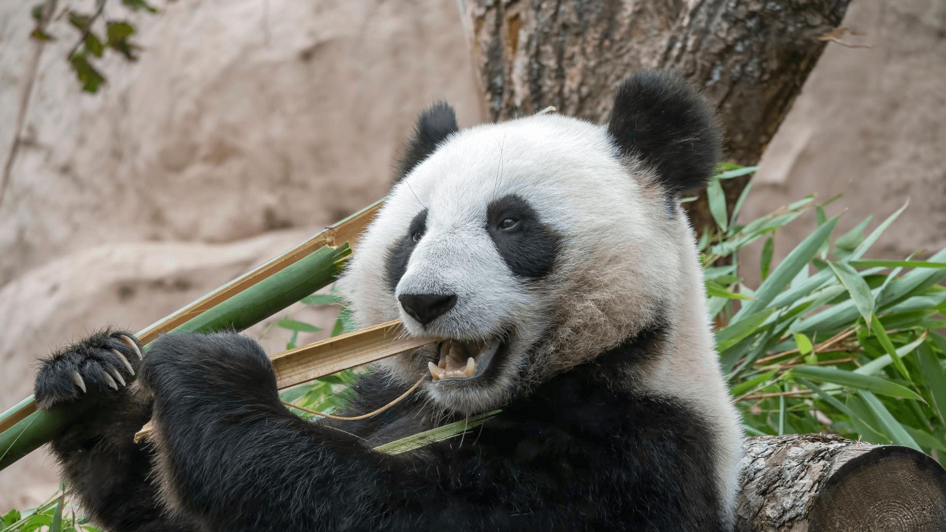 Japón despide a sus pandas: Fin de una era y crisis diplomática