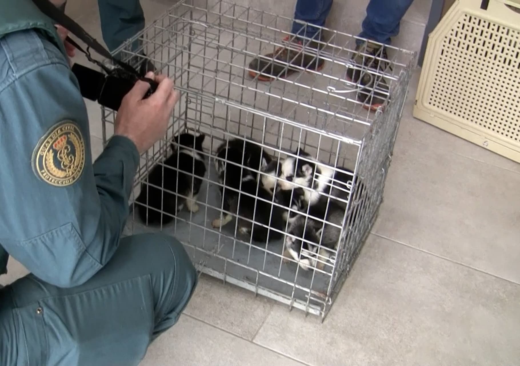 Venezolano extraditado a España por macabro caso de maltrato animal