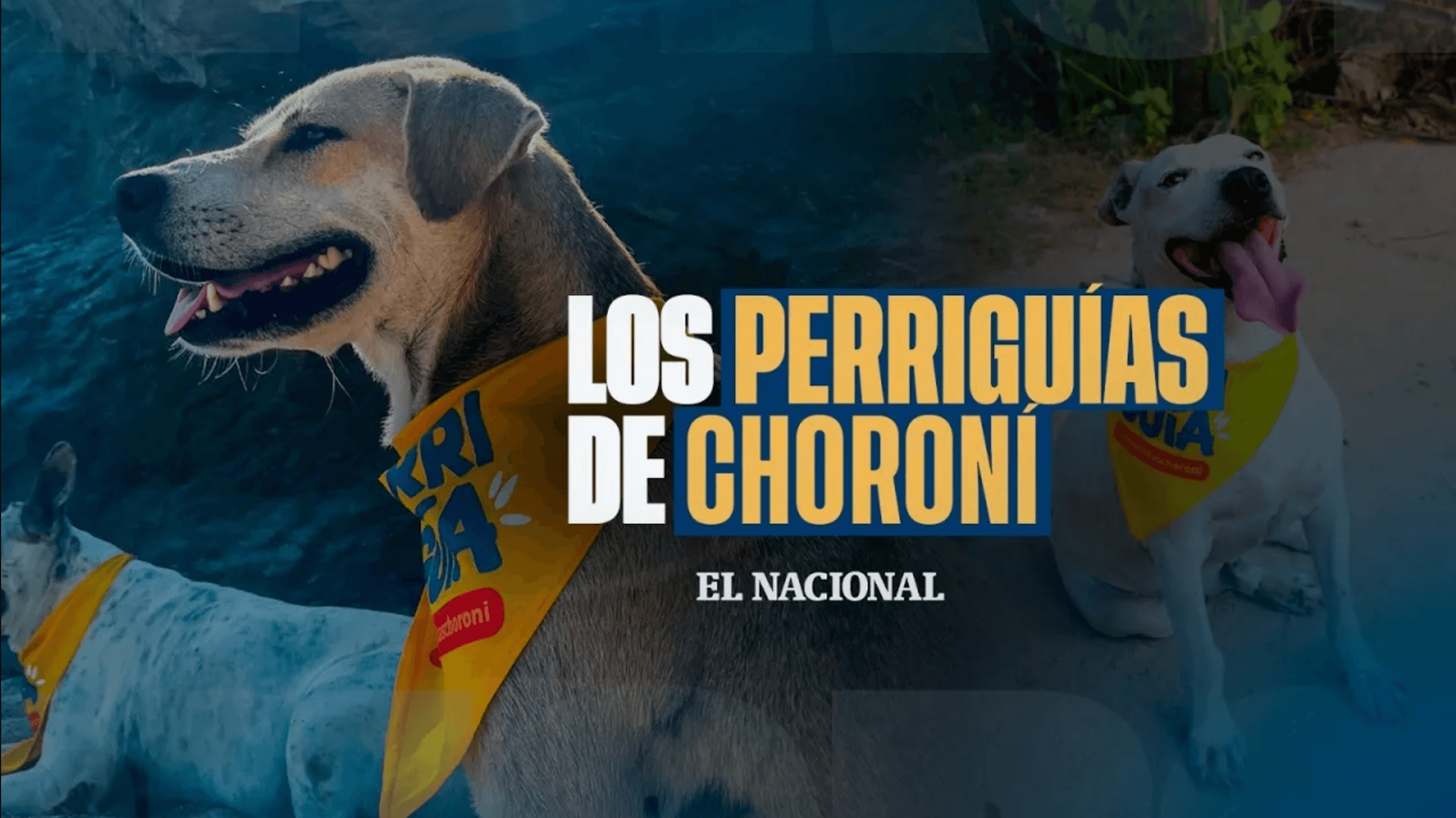 Descubre a los encantadores 'perriguías' de Choroní que atraen a turistas