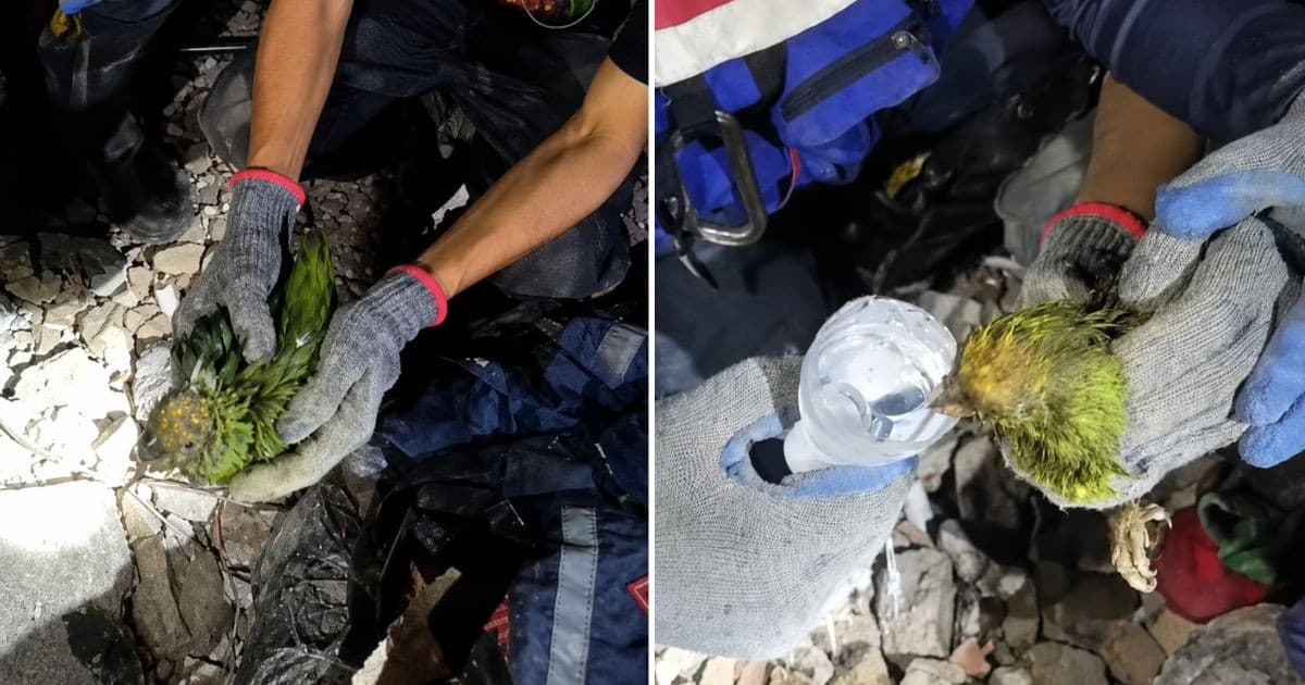 Panchita, el loro sobreviviente de La Guaira, fallece tras su heroico rescate
