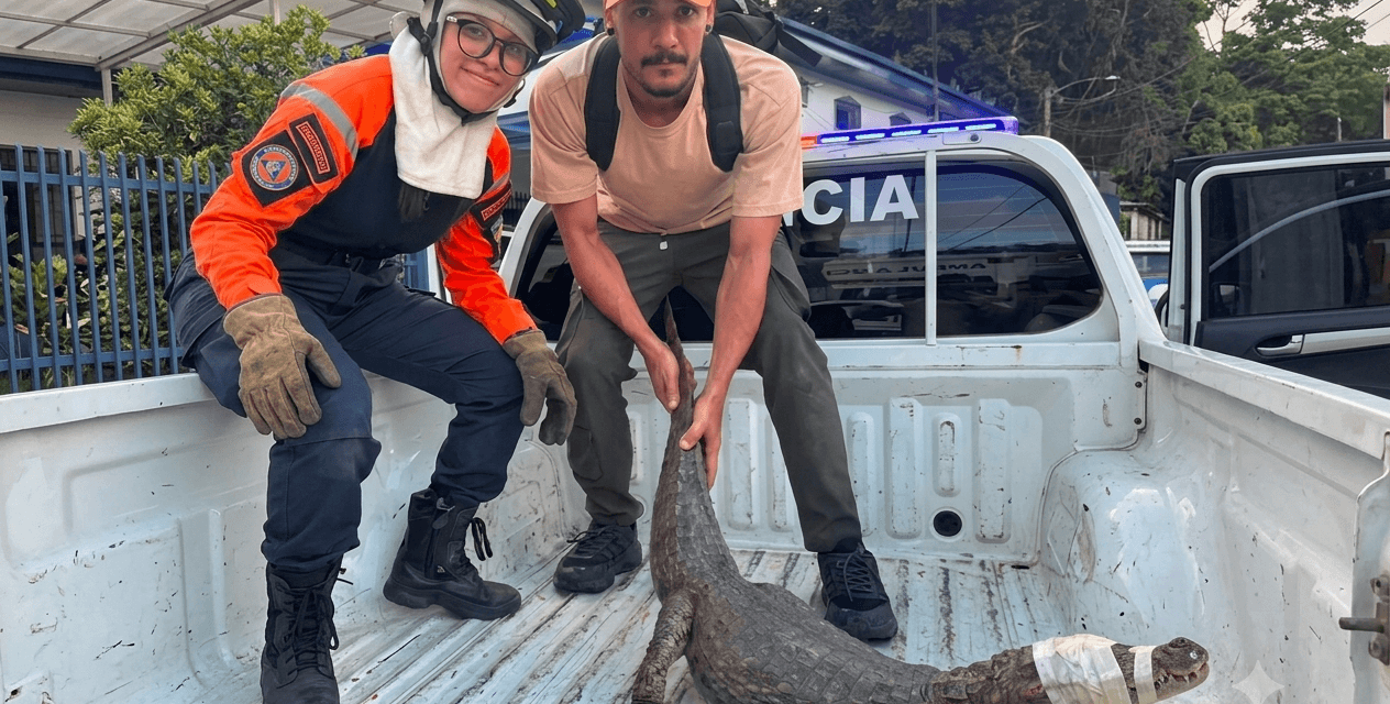 Rescate de Cocodrilo en El Hatillo: Un Llamado a la Conservación