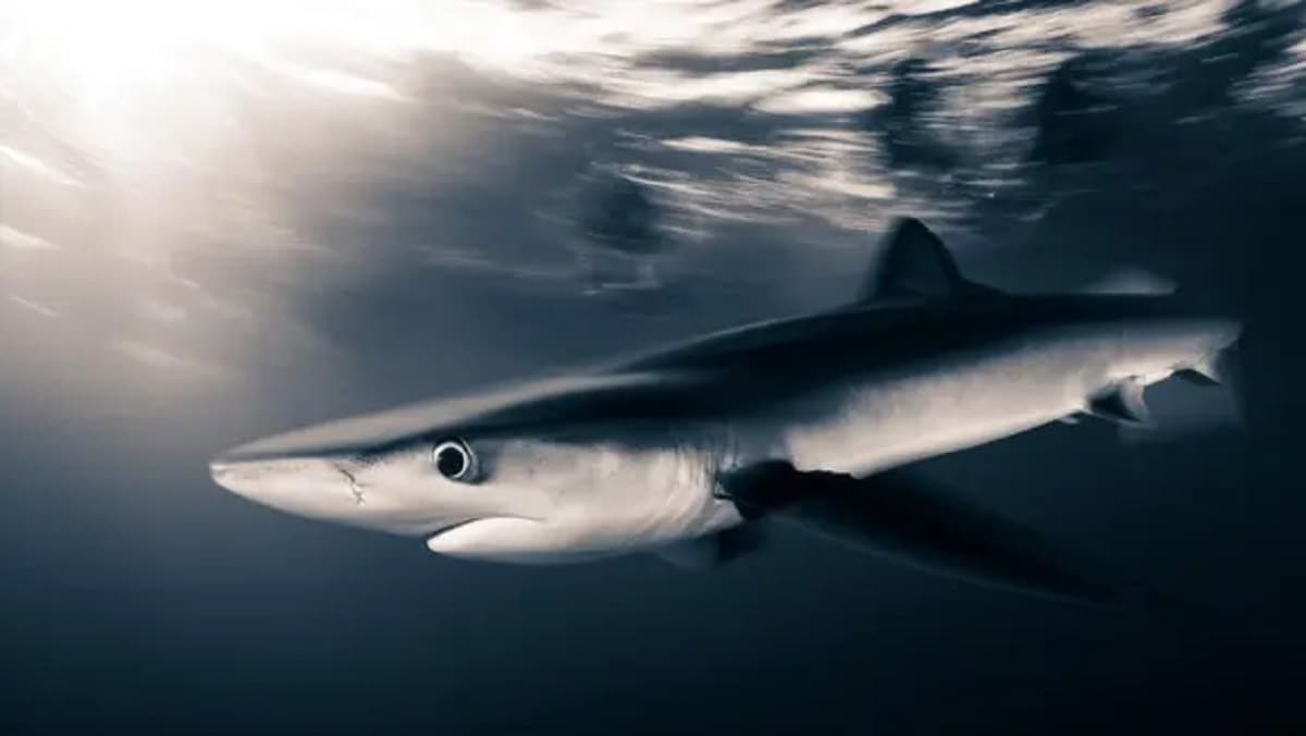 Descubre los 8 asombrosos secretos sobre los tiburones que no conocías