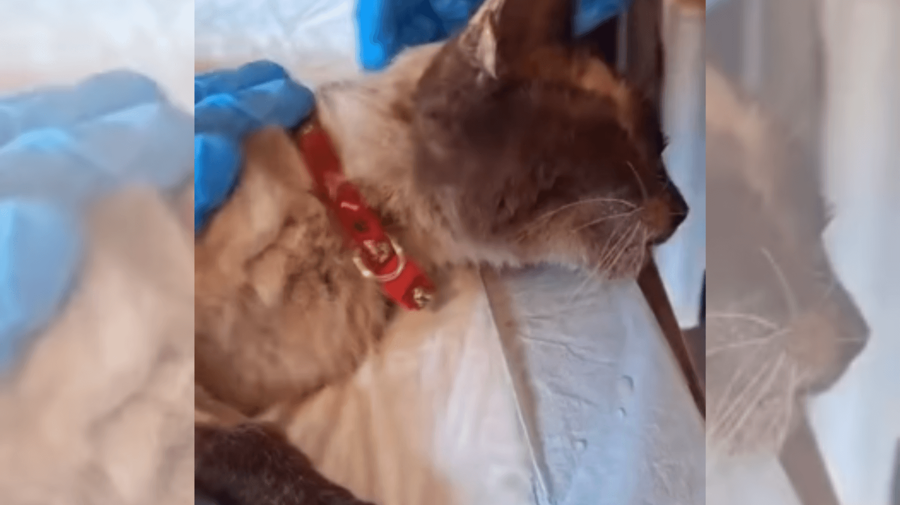 Gato Rescatado: Un Símbolo de Esperanza Tras el Terremoto en La Guaira