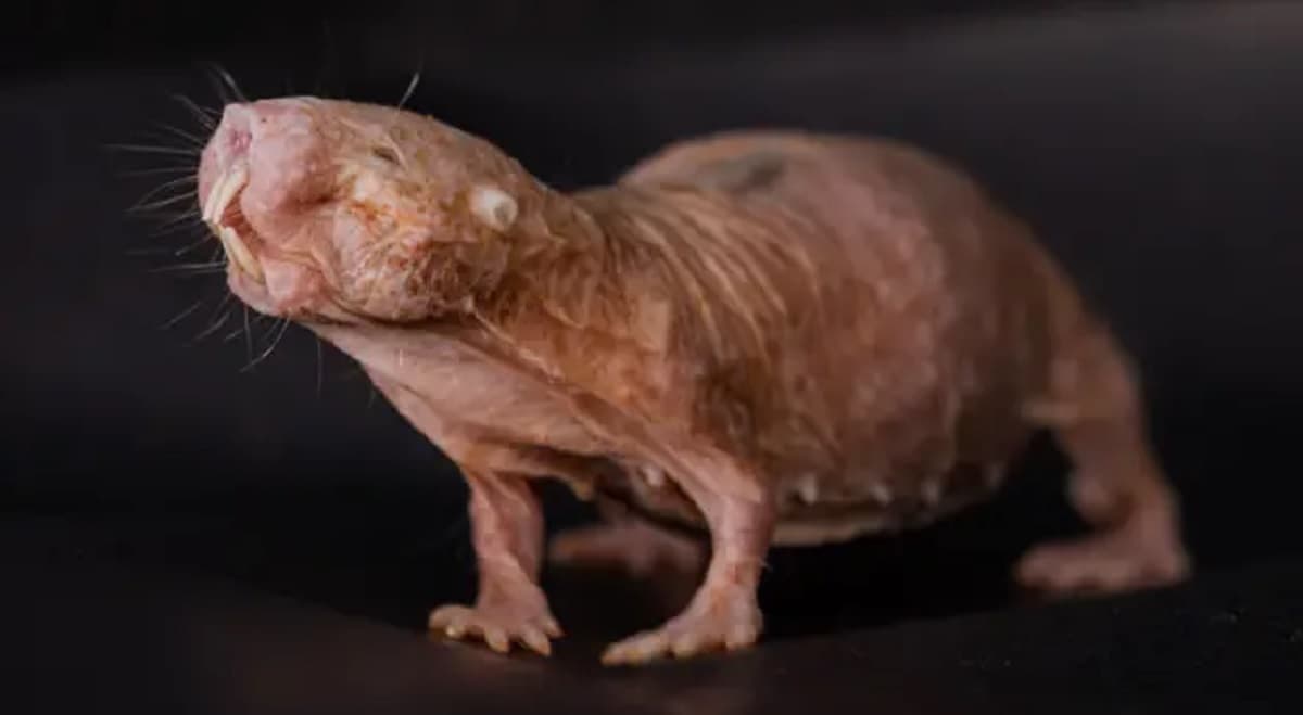 El 'super anticonceptivo' que vuelve infértiles a ratas topo rivales