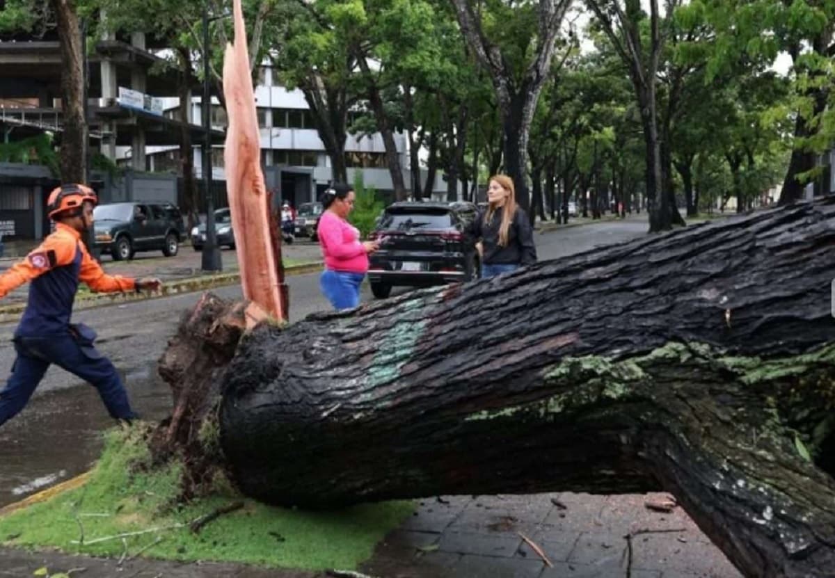 Fuertes lluvias y vientos derriban árboles en Maturín: caos en las calles