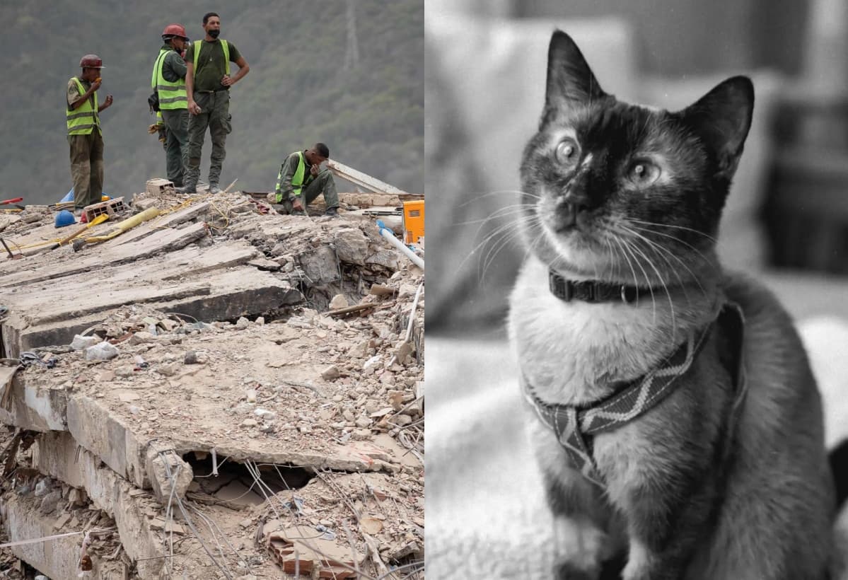 Félix: el gato que sobrevivió 37 días en La Guaira y conmueve a Venezuela