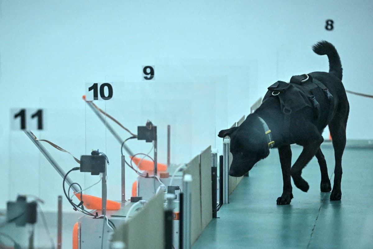 Innovador uso de IA transforma perros en detectores de cáncer