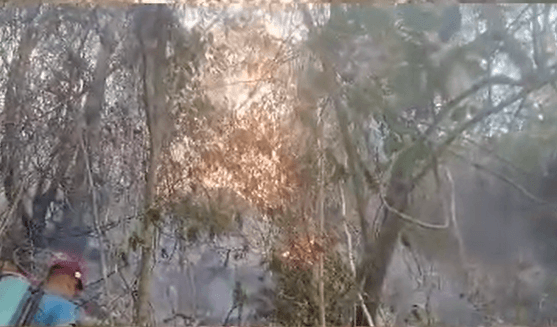 Incendio en Sabaneta: Productores luchan contra el fuego y evacuación de ganado