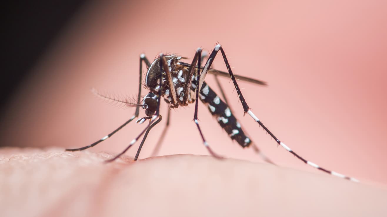 Crisis del Virus del Nilo Occidental: 30 muertes en Grecia ante nuevos brotes