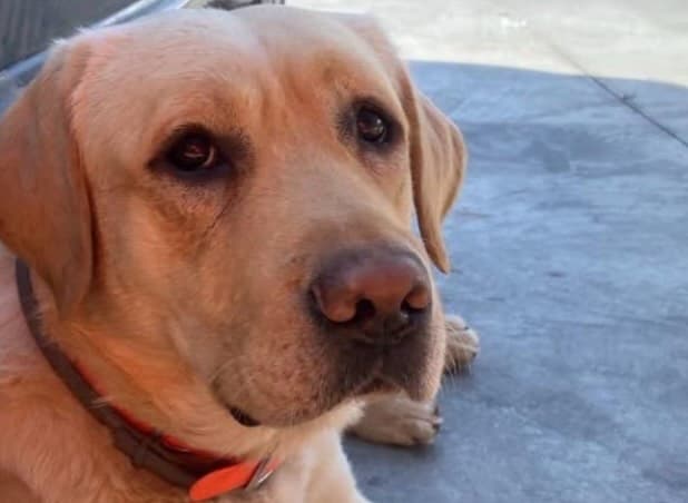 Fallece Quino: El héroe canino que salvó vidas en La Guaira