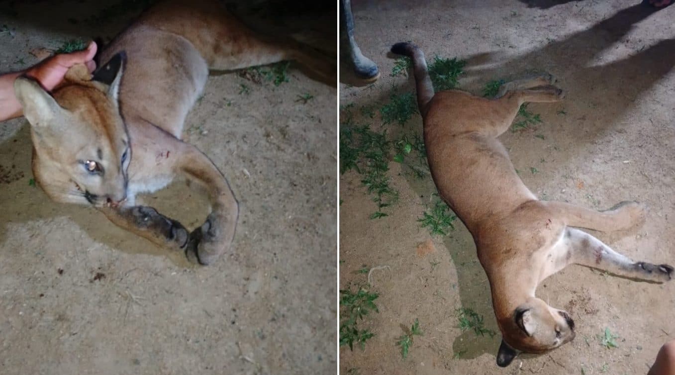 Tragedia ecológica: Muerte de puma en mina ilegal de oro en Bolívar